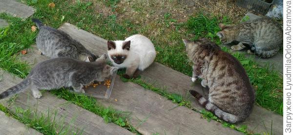 В начале лета время от времени появлялась мама. Ну просто мимо проходила... А в августе привела все семейство. Пришлось поставить на довольствие...