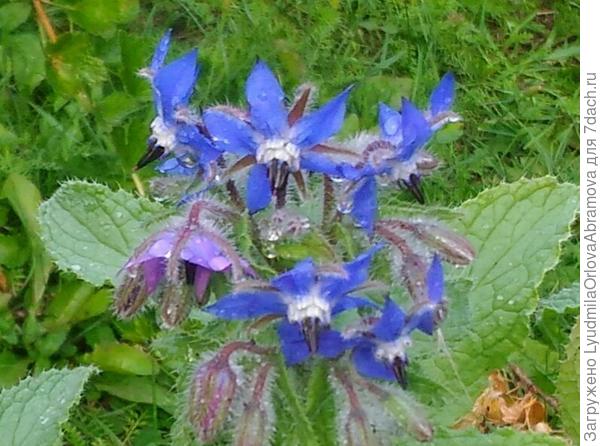 Вся в слезах...