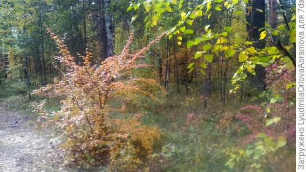 В лесу за садом...