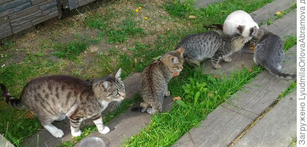 Садовая семейка. Слева направо мама и детишки.