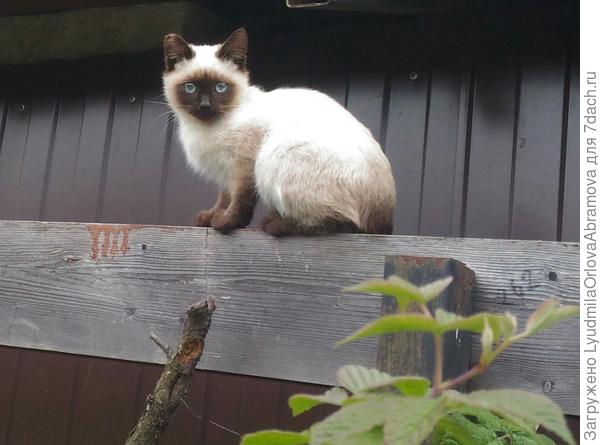 Вы меня в облепихе ищете, а я уже на заборе!