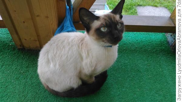 А это наш папа!