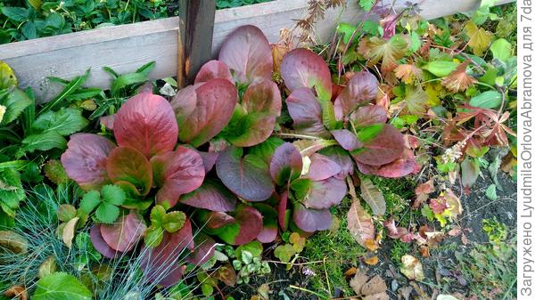 Осеннее разноцветье... Бадан.