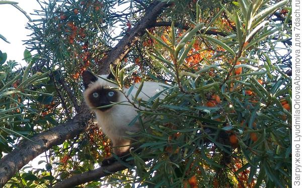 Найди кота...