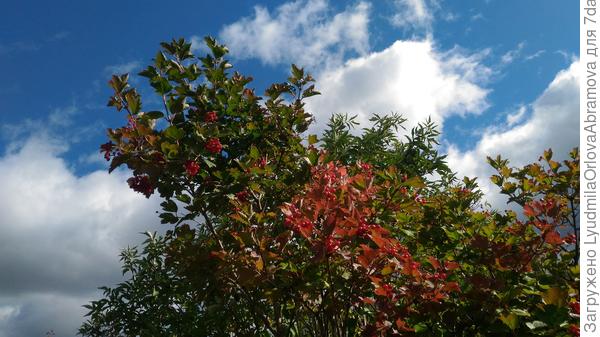 Облака плывут в осень...