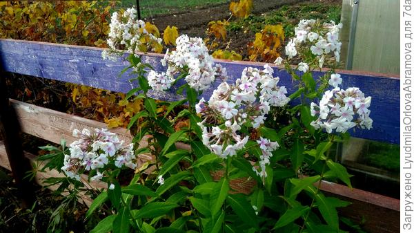Октябрьские флоксы. И заморозки нипочем.