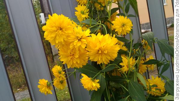 Последние...