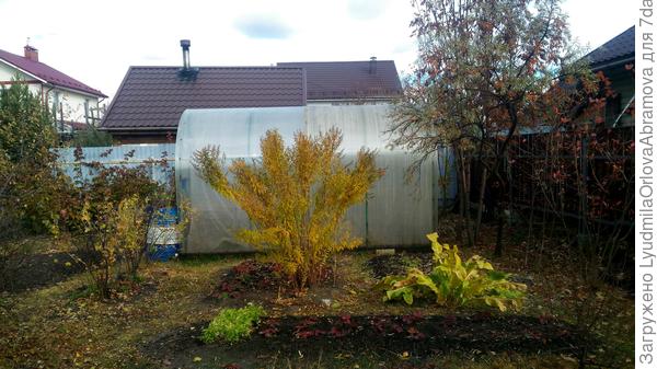 Спирея иволистная и хрен.