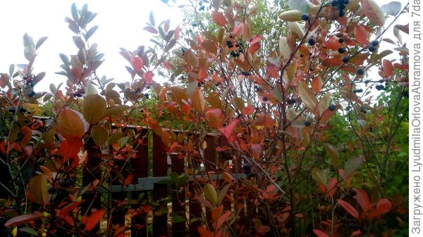 Черноплодка...