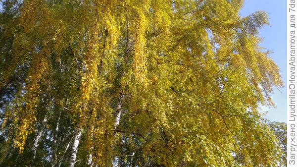 Берёзоньки красавицы...