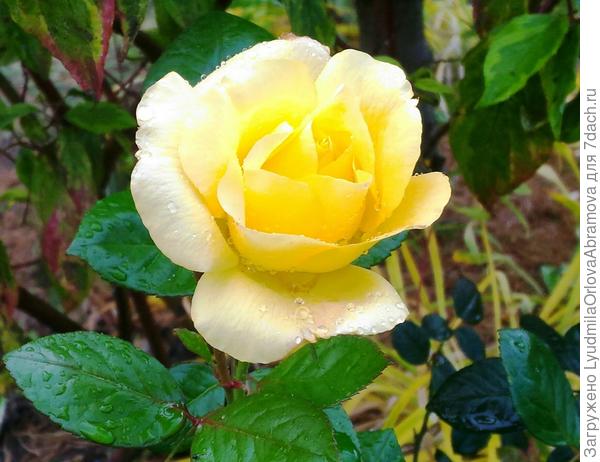 Людмила, с днём рождения! Будьте здоровы и счастливы!