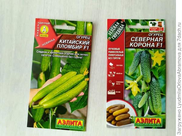 огурцы