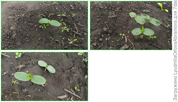 Китайский Пломбир