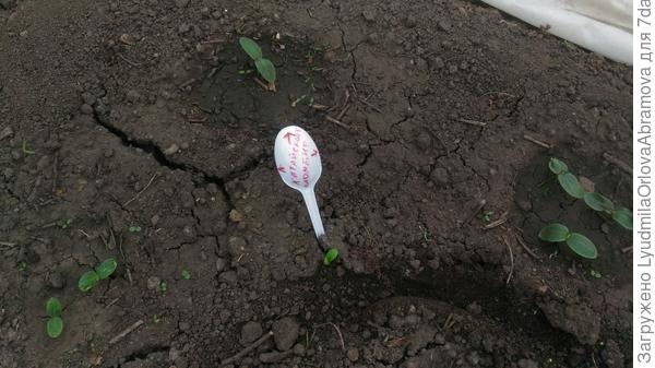 Китайский Пломбир