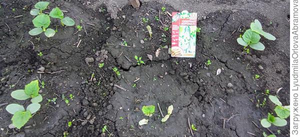 Северная корона