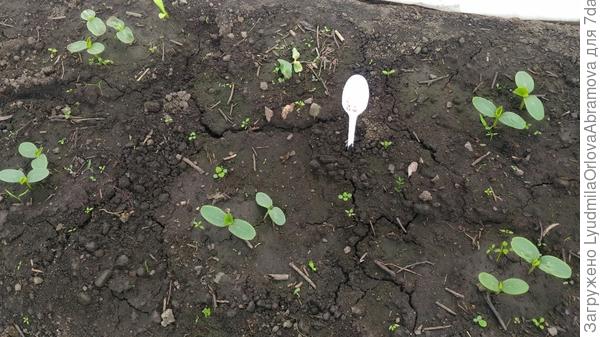 Северная корона