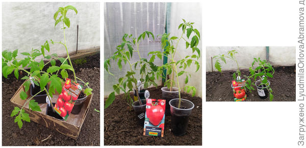 Перед высадкой