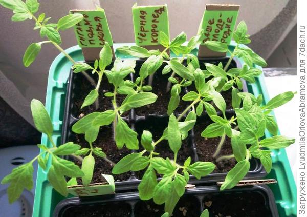 Вместе уже тесно...