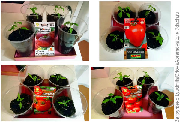 Рассада после пикировки