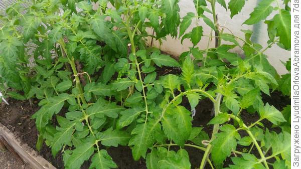 Ваше плодородие