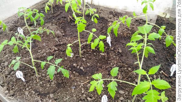 Ваше плодородие