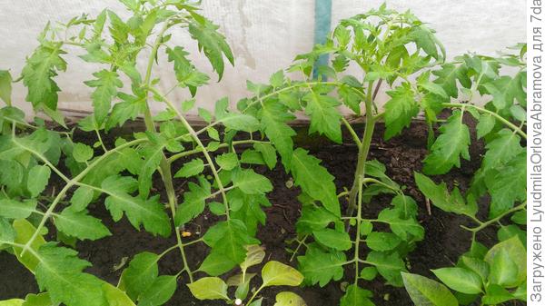 Чёрная королева