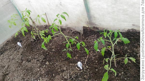 Гигант Подмосковья