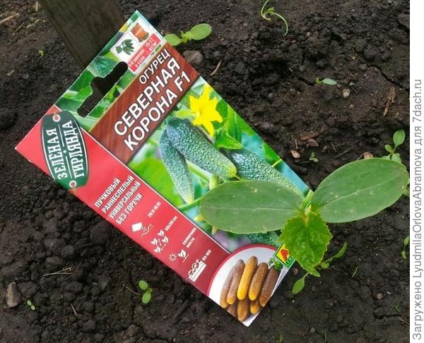 Северная корона