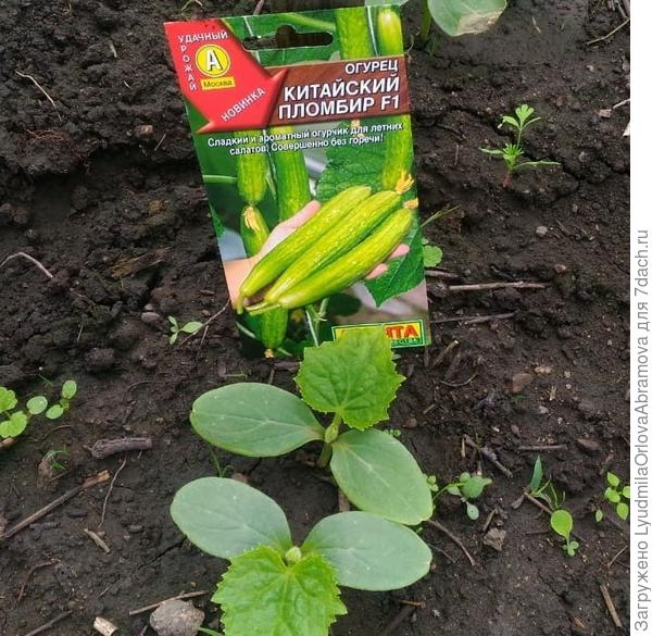 Китайский пломбир