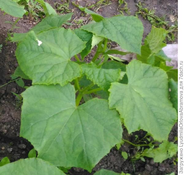 Северная корона