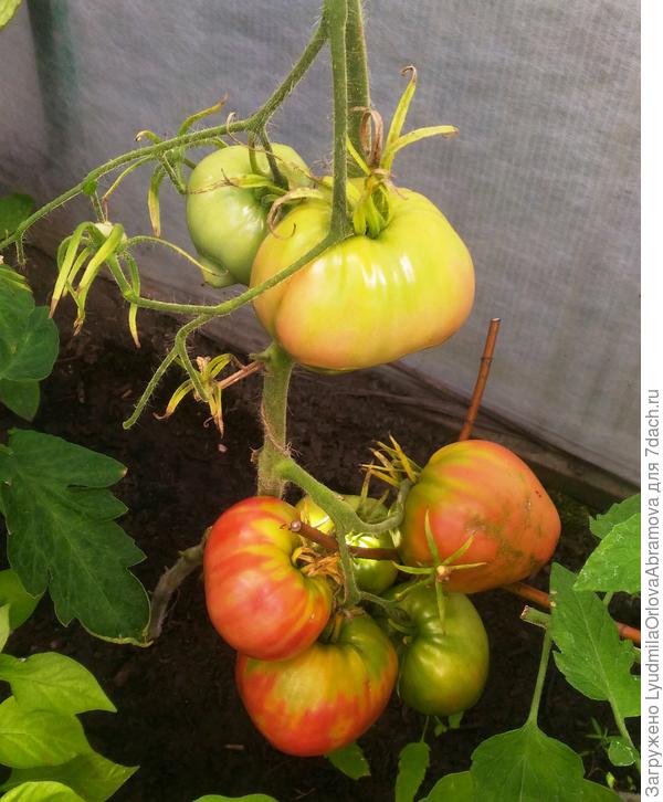 Гигант Подмосковья. 13.08.2022