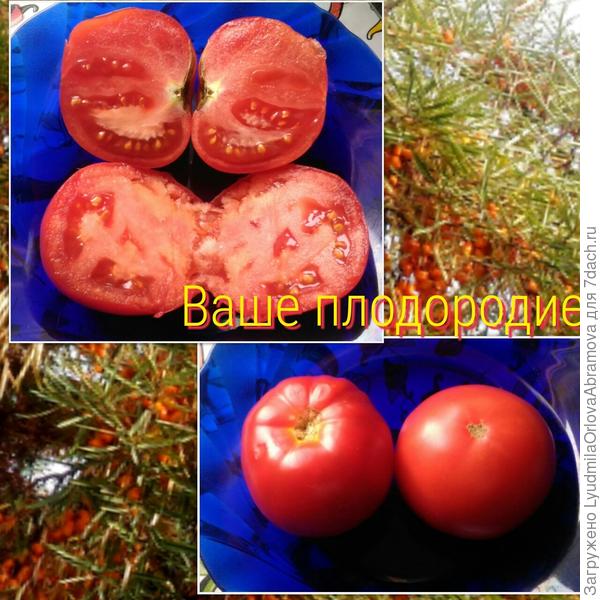 Ваше плодородие