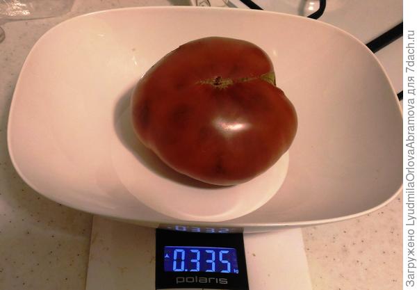 Черная королева, самый большой томат