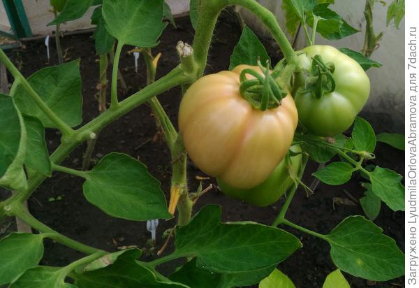 Ваше плодородие, 22.08.2022