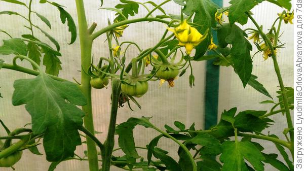 Черная королева, начало плодоношения. 22.07.2022.