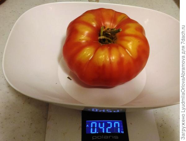 Самый большой Гигант Подмосковья