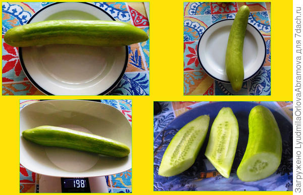 Китайский пломбир, первый огурчик. 27.07.2022.