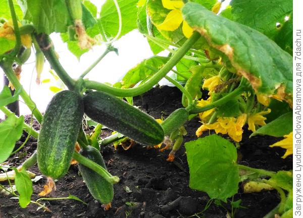 И даже уже первые огурчики.