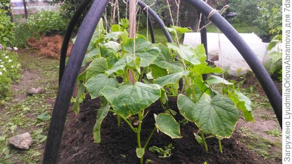 Китайский пломбир, 04.07.2022