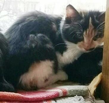 Одна гладкошерстная.