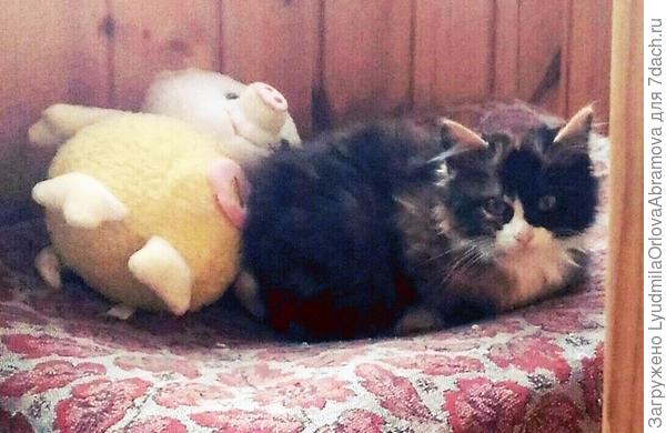 Вторая пушистая. Такая варежка.