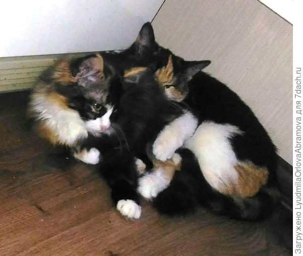 Вот такие трехцветные кисоньки.