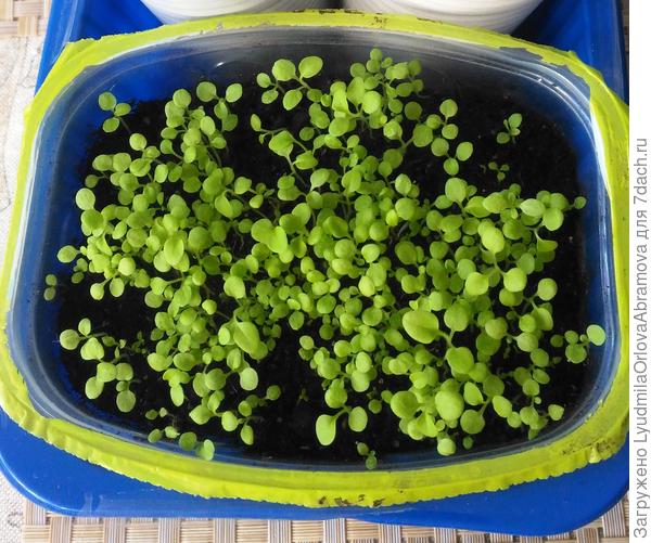 Наверно ее надо проредить ?