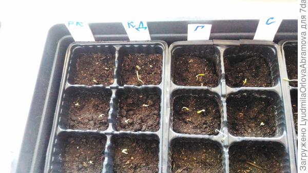 первые всходы