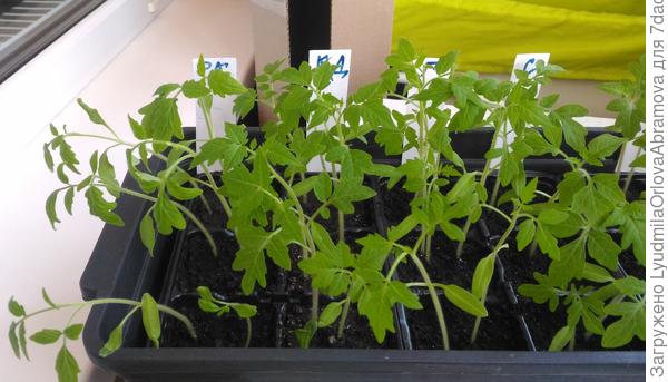 перед пикированием