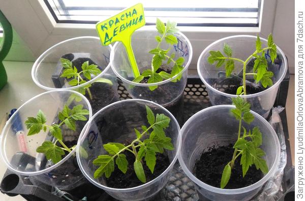 Красна девица