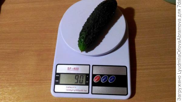 средний вес одного огурца