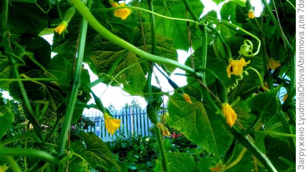 Цветение и первые завязи