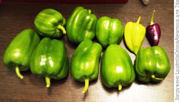 Перцы из семян красных магазинных также пришлось снять в состоянии технической зрелости.  Не хватило им времени для созревания.