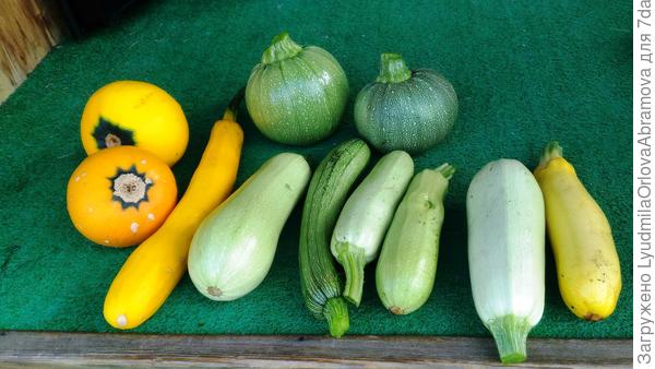 кабачки